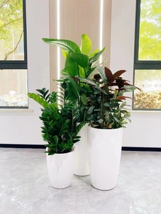 专业奉化绿植租赁，为您的场所注入生机与活力